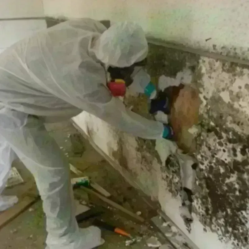 Mold Remediation and Removal in Happy Valley, OR